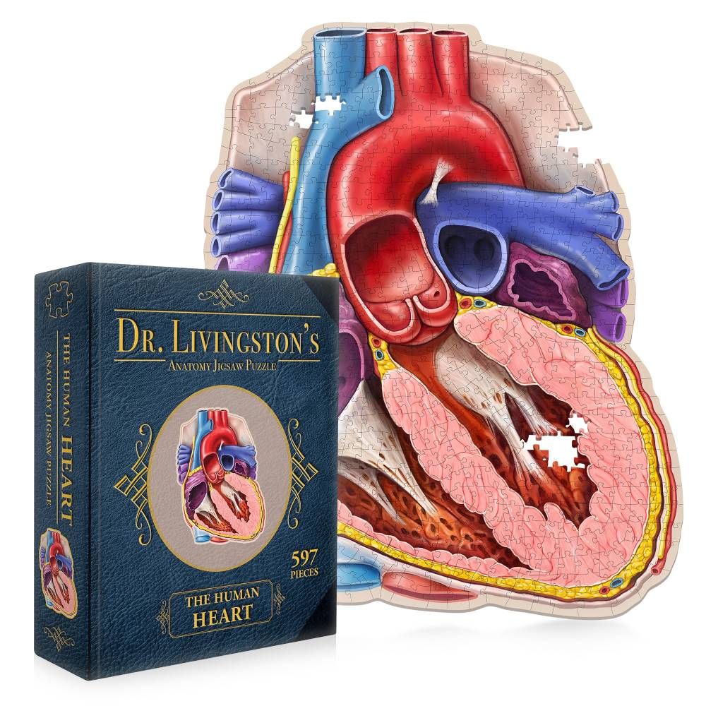 Dr. Livingston's Anatomy Jigsaw Puzzle: The Human Heart | Card Merchant Takapuna