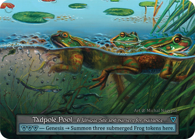 Tadpole pool - Beta | Card Merchant Takapuna