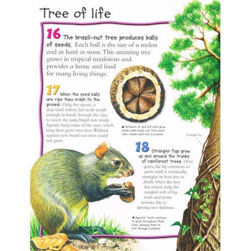 100 facts - Rainforests | Card Merchant Takapuna